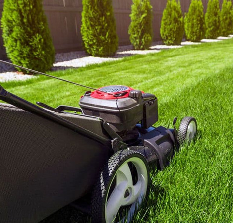 Affordable Lawn Care and Mantainance