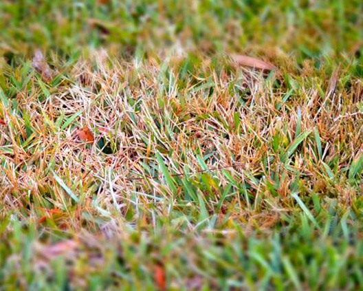 Lawn Disease Treatment in Spring Valley