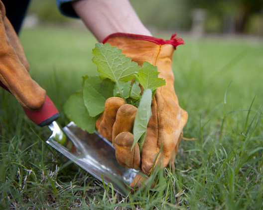 Lawn Maintenance in Spring Valley